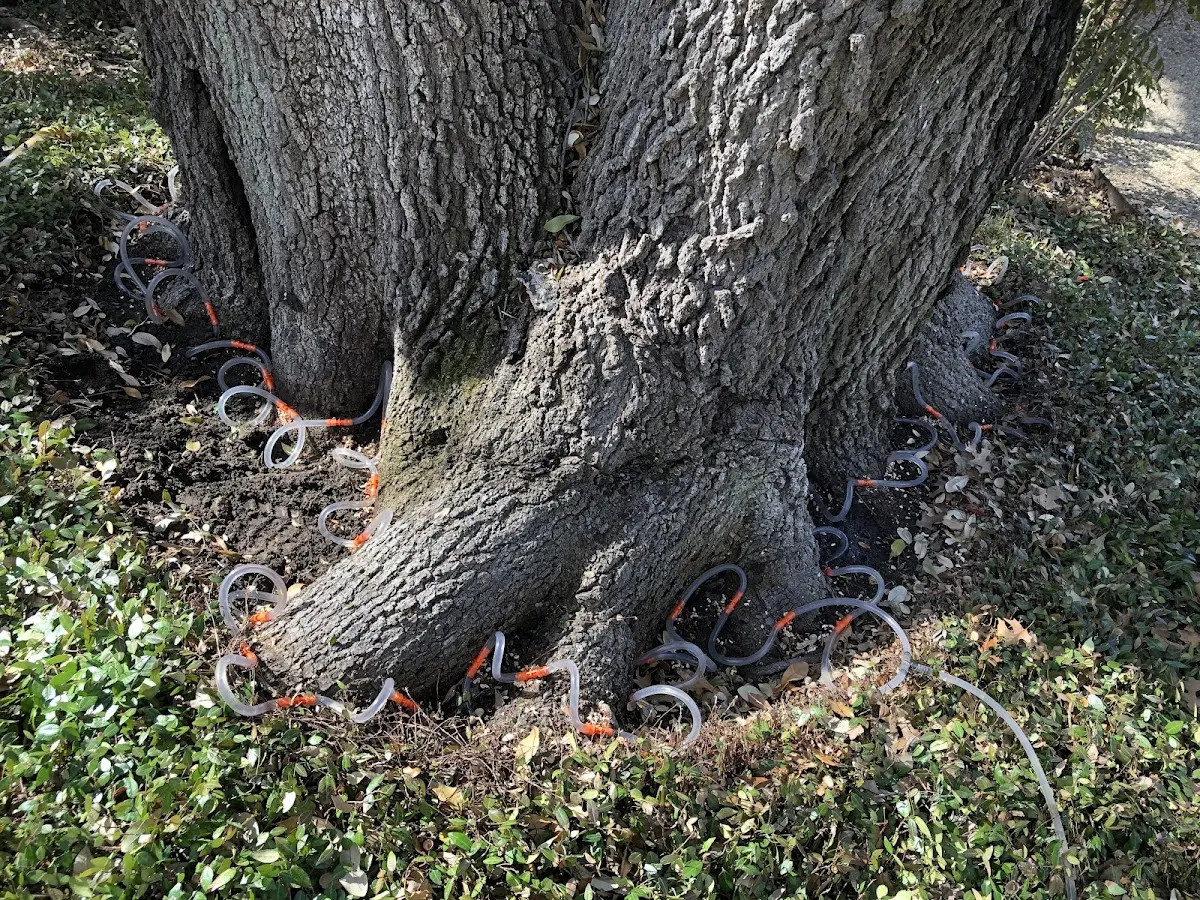 Detailed Tree Cabling and Bracing job site in Gilmore City