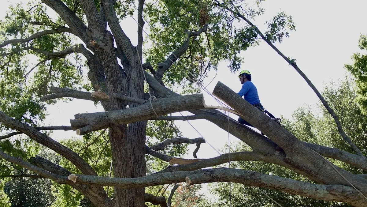 Professional Crown Thinning performed by certified arborists in Gilmore City